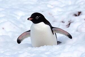 A penguin is standing in the snow photo