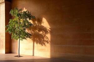 A tree in a room with a wall and a floor photo