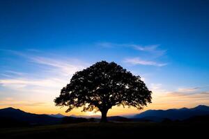 A lone tree stands in the middle of a field at sunset photo