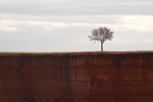 A lone tree stands on a cliff overlooking a valley photo