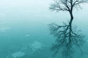 A lone tree is reflected in the water photo