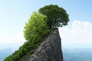 A tree is standing on top of a mountain photo