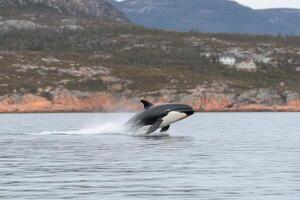 A killer whale is jumping out of the water photo