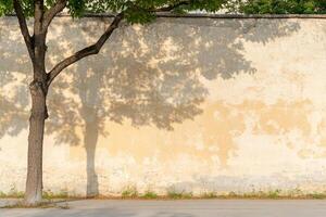 A tree in front of a wall photo