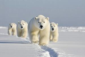 Polar bear family walking on the snow photo