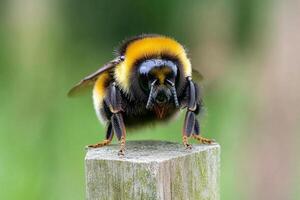 Bumblebee by james mccormick photo
