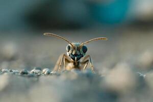 A close up of a small insect on the ground photo