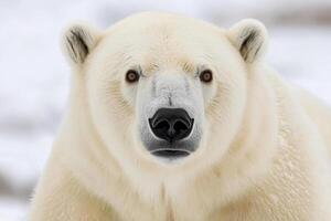 A close up of a polar bear in the snow photo