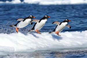 Three penguins jumping on an ice floe photo
