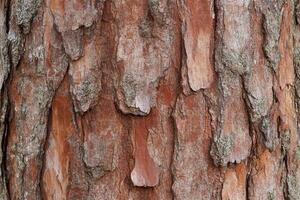 A close up of a tree trunk with bark photo