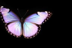 A purple butterfly is shown in the dark photo