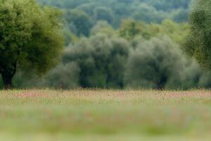 A field of pink flowers with trees in the background photo