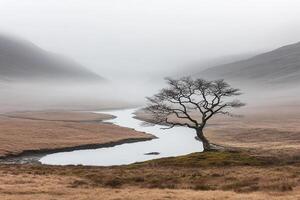 A lone tree in the middle of a foggy valley photo