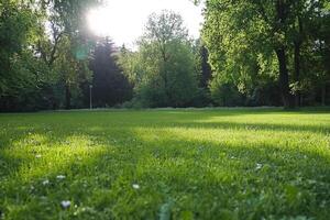 A grassy field with trees and grass photo