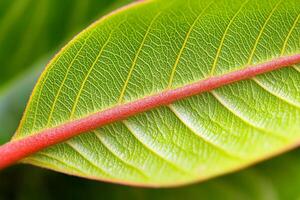 A close up of a leaf with a red line photo