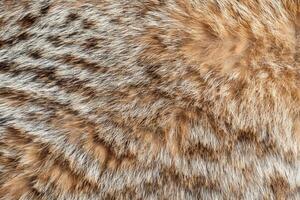 A close up of a fur pattern photo