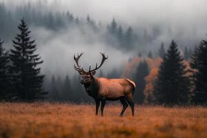 A deer stands in the middle of a field photo