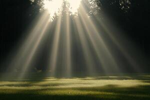 Sunbeams shine through the trees in a field photo