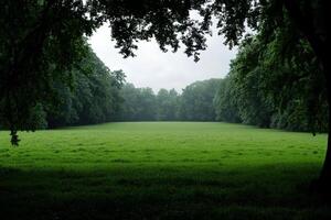Green grassy field with trees and grass photo
