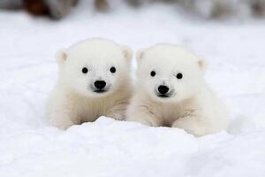 Two polar bears sitting in the snow photo