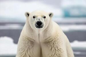 A polar bear standing on the ice with its head turned to the camera photo
