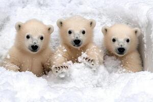 Three polar bears in the snow photo