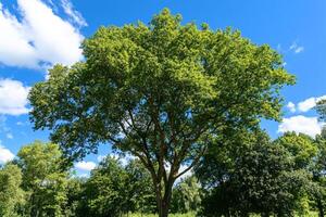 A large tree in a field photo