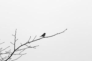 A bird sitting on a branch in the middle of the sky photo
