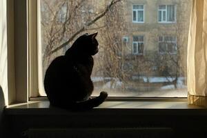 A black cat sitting on a window sill looking out photo