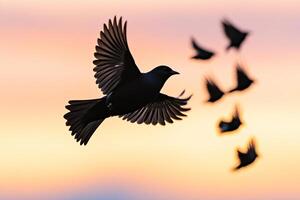 A black bird flying in the air with other birds photo