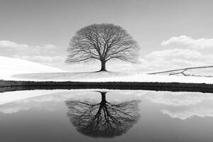 Black and white photograph of a tree in the snow photo