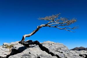 A lone tree on top of a mountain photo
