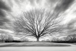 A black and white photo of a tree in the middle of a field
