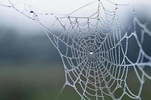 A spider web with dew on it photo