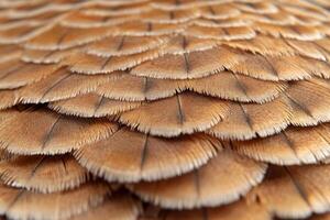 A close up of a bird's feathers photo