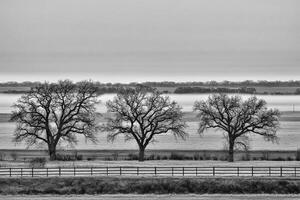 Black and white photograph of trees in a field photo