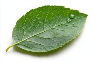 A single green leaf on a white background photo