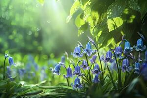 Sunbeams illuminating bluebells in lush forest after rain photo