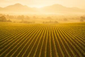 a vineyard field with sun shining through the trees photo