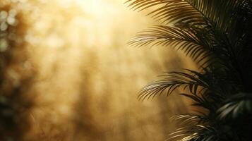 A palm tree with sunlight shining through it photo