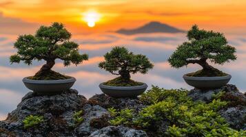 Bonsai trees in pots on top of a mountain photo