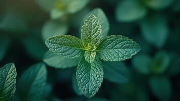 A close up of a green leaf photo