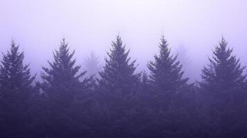 Foggy forest with pine trees in the background photo