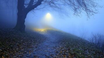 A path in the fog with a light shining down photo