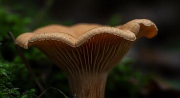 A mushroom with a long stem and a large cap photo