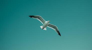 A seagull flying in the sky photo