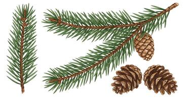 A branch of fir tree with cones and needles photo