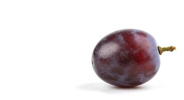 A single plum on a white background photo