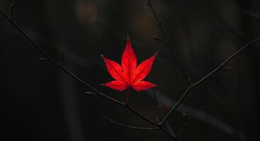 A red leaf is shown on a branch photo