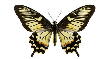 A large yellow and black butterfly is shown photo
